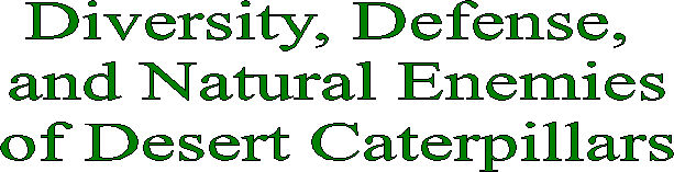 Diversity, Defense, 
and Natural Enemies
of Desert Caterpillars