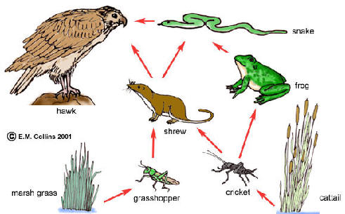 Below are two illustrations of food webs.